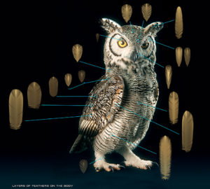 Subarctic Great Horned Owl, © Yuriy Dulich